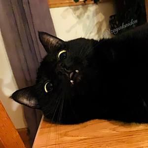 Meet your Posher, Zay